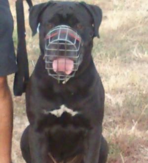 Ponukám Cane Corso s PP na stráženie alebo vystaví