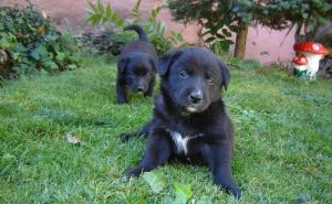 Darujem steniatka krizenca labradora a kolie