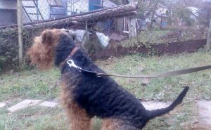 Welsh terrier s PP