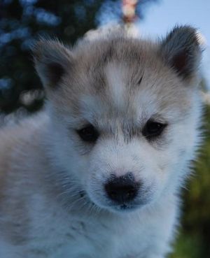 Sibírksy husky - šteniatka s pp