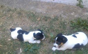 Steniatka Jack Rassel Terier