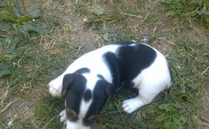 Steniatka Jack Rassel Terier