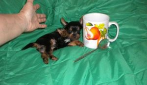 Yorkshire terrier- extra mini