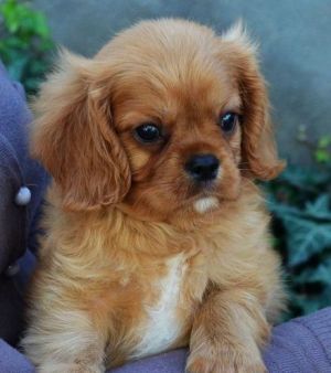 Cavalier King Charles Spaniel