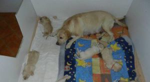 Labradorský retriever - šteniatka na predaj