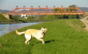 Darujeme kríženca labradora