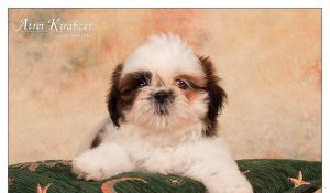 Shih Tzu - šteniatka. shi-tzu, si-cu, si-tzu )