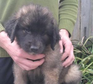 Leonberger - šteniatka s rodokmeňom