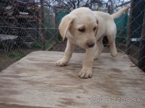 šteniatka Labrador