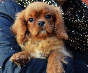 Cavalier King Charles Spaniel