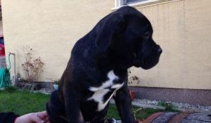 Cane corso