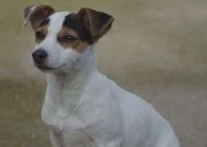 Predam fenku Jack Russell terier