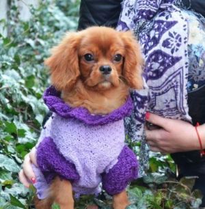 Cavalier King Charles Spaniel