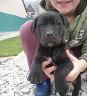 Cane corso