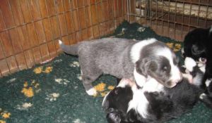 Bearded collie