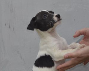 Predam steniatka Jack Russell terier