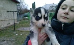 Sibirsky husky šteniatka