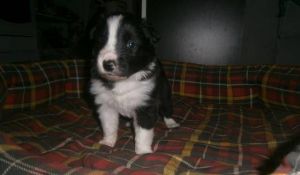 Border collie s PP