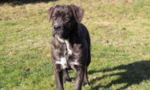 Cane corso