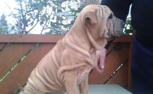 Shar pei