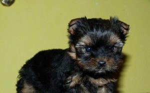 Yorkshire terrier