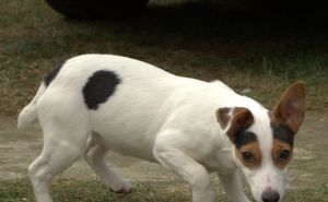 Predam fenku Jack Russell terier ma 6 mesiavcov