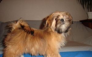 Lhasa apso