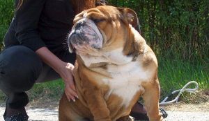 Krytie anglicky buldog-bulldog-buldok