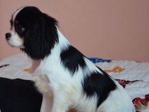 Cavalier King Charles Spaniel psík s PP