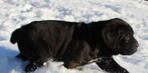 Cane Corso