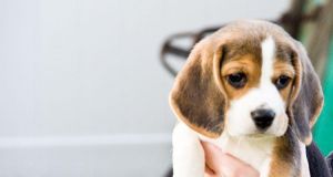 Tri farby mužskej a ženskej Beagle šteňatá