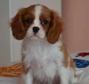 Cavalier King Charles Spaniel s PP