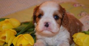 Cavalier King Charles Spaniel šteniatka s PP