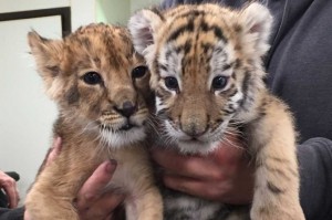 Gepard mláďatá, tiger Cubs, lví mláďatá na predaj