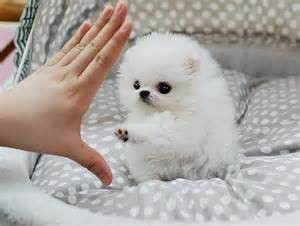 Teacup Pomeranian mláďatá