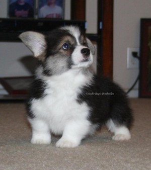 Pembroke welsh corgi šteniatka na prijatie.