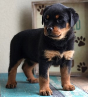 Zdravé šteniatka Rottweiler na prijatie.