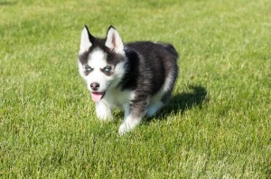 Sibírsky Husky šteniatka s papiermi na predaj.