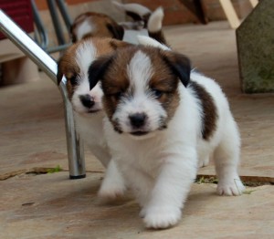 Jack Russell šteniatka k dispozícii.