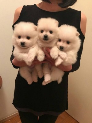 pomeranian mini boo