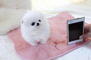  pomeranian boo 