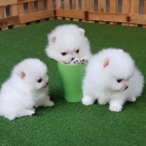 pomeranian mini