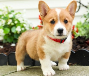 Krásne šteniatka Pembroke Welsh Corgi