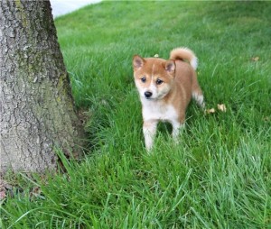 Roztomilé shiba inu