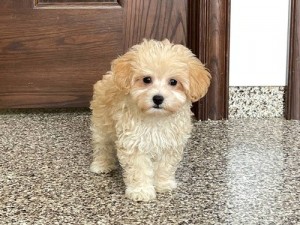 Maltipoo cream šteniatka. -