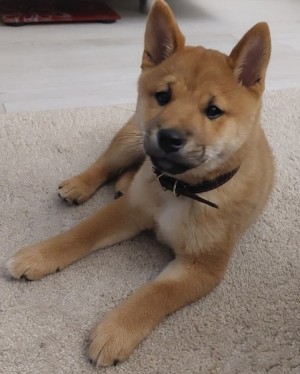 Shiba inu