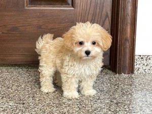 maltipoo šteniatka