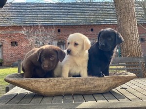 Labradorský retriever, šteniatka