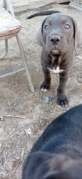 Cane Corso 