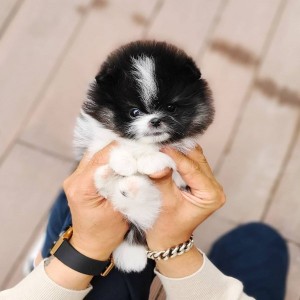 Roztomilé pomeranianské šteniatka na adopciu